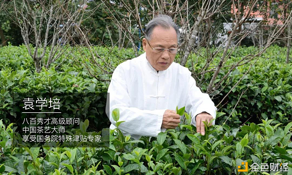 舌尖上的清香——60载老树红茶