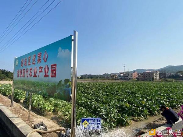 2020广州（增城）菜心美食节在小楼镇何仙姑文化广场盛纵脱行